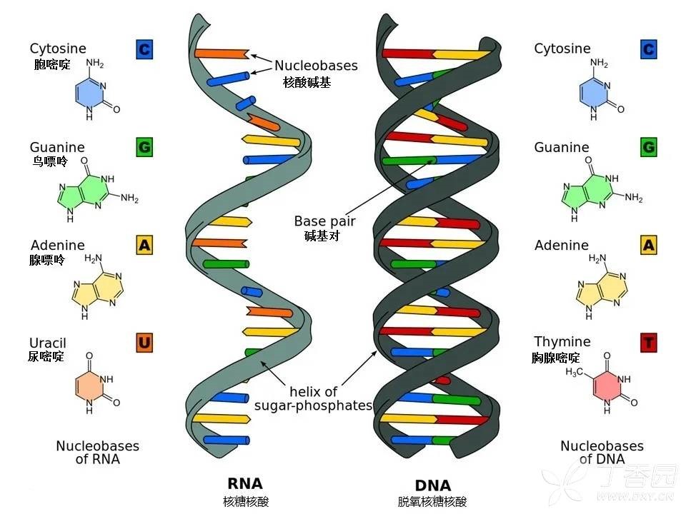 (dna)和核糖核酸(rna),其中rna又可以根據功能的不同分為核糖體rna(r